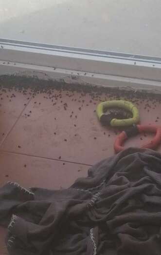 Las moscas hacen la vida imposible a los vecinos del lugar/TA.